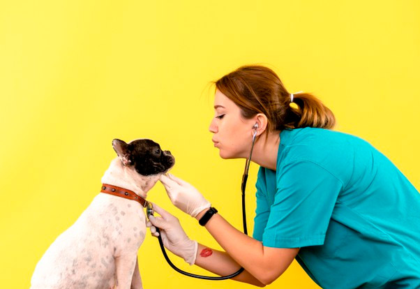 inn formación matricula auxiliar de clínica veterinaria