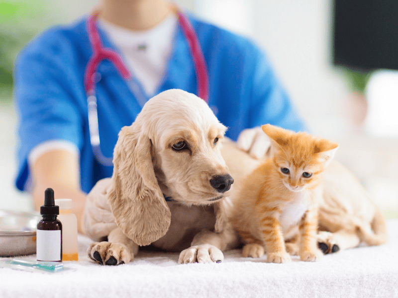 curso gratis grupo inn auxiliar de clinica veterinaria