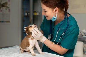 curso de auxiliar de clínica veterinaria